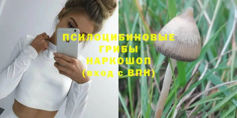 OMG как зайти  где продают   Котельнич  Псилоцибиновые грибы ЛСД 